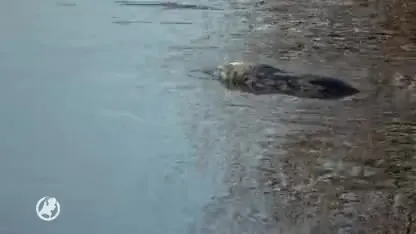 Verdwaalde zeehond dobbert rond in Drenthe