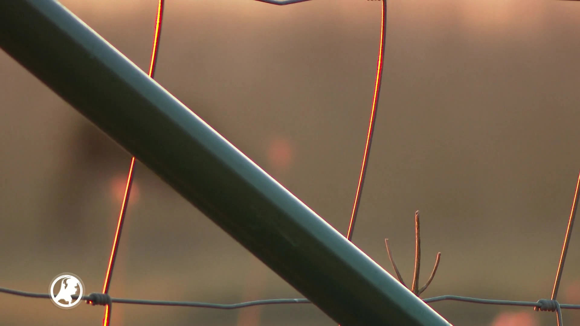 'Grazers in Oostvaardersplassen niet nodig'