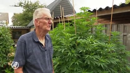 Medicinale wiet afgepakt van Jan (73) en Jannie (68): 'We worden weggezet als misdadigers'