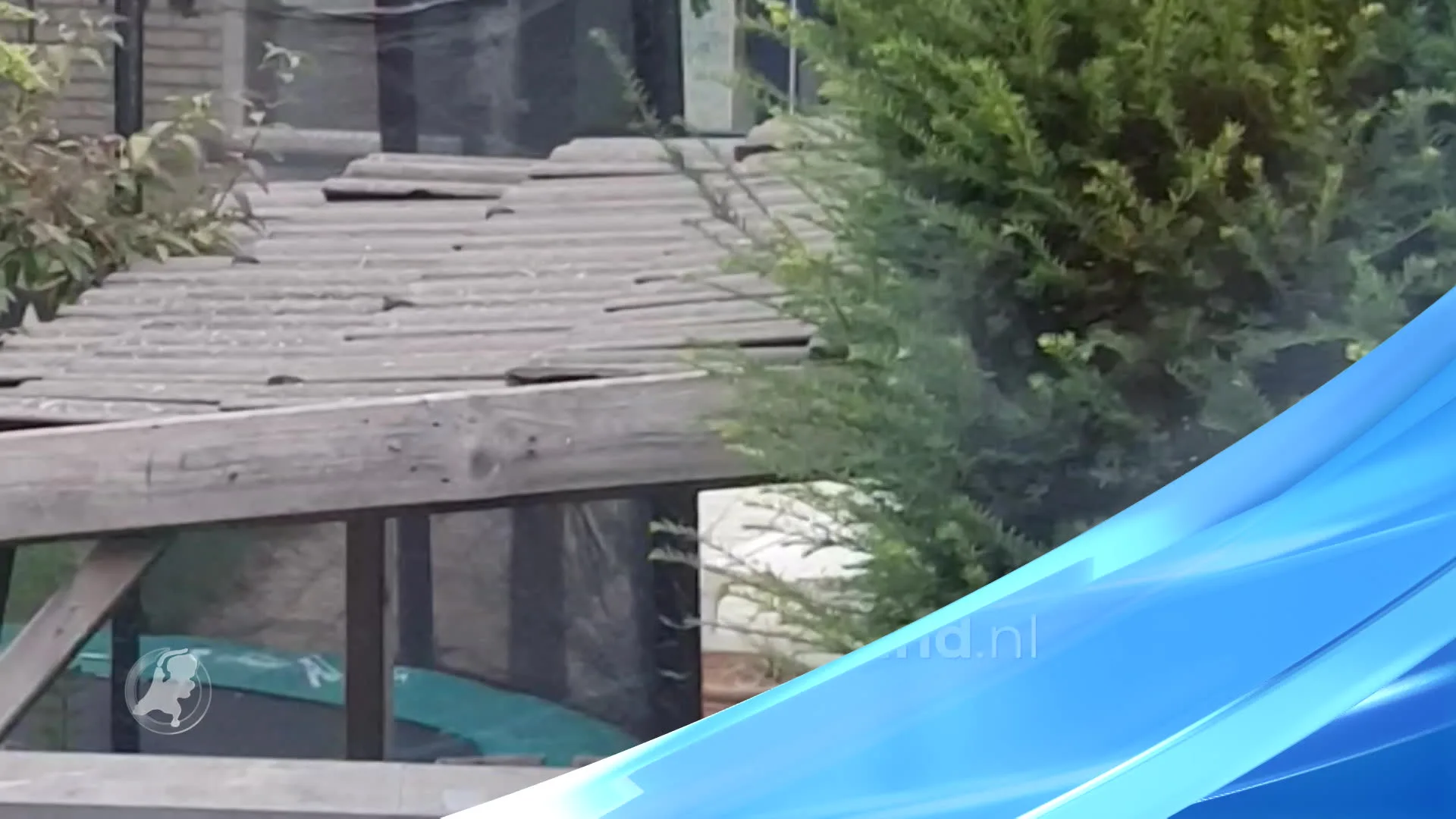 Wasbeer gespot in Maastricht: 'Het konijn lag in stukjes in zijn hok'