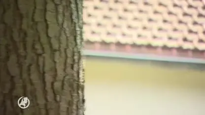 Goed nieuws: de ergste overlast door de eikenprocessierups is voorbij