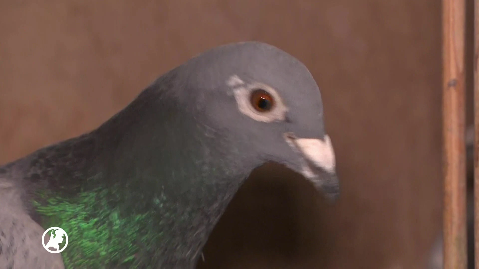 Petitie: postduiven moeten beschermd worden