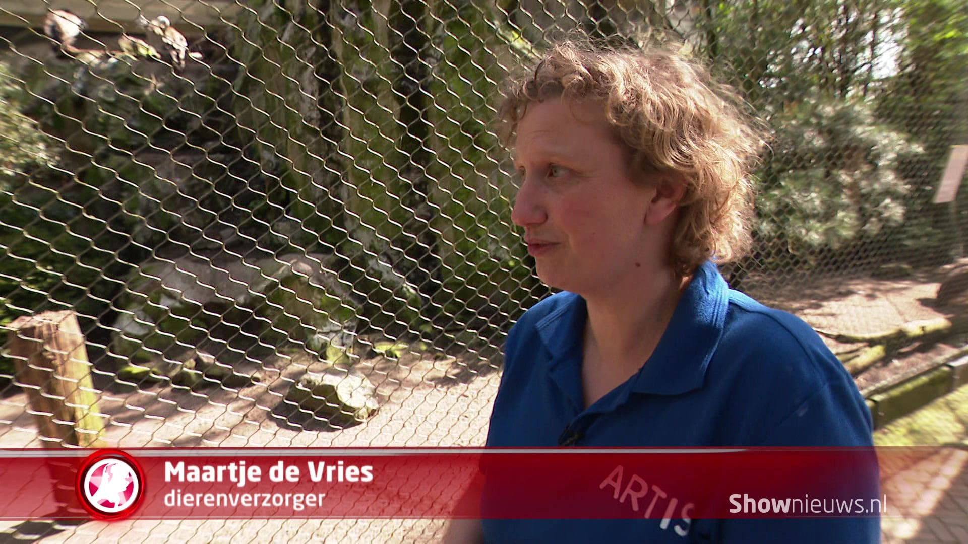 Twee jonge vale gieren uit Artis in het wild uitgezet op Sardinië