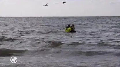 Dode walvis spoelt aan op strand Ter Heijde