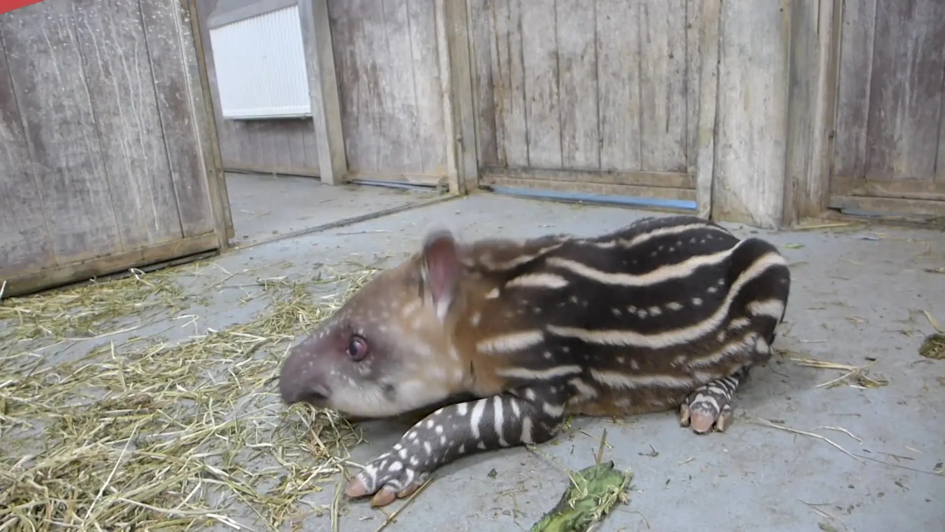 Jonge tapir zet eerste stapjes in Artis