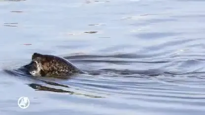 Zeehond bevalt van jong in woonwijk in Den Helder