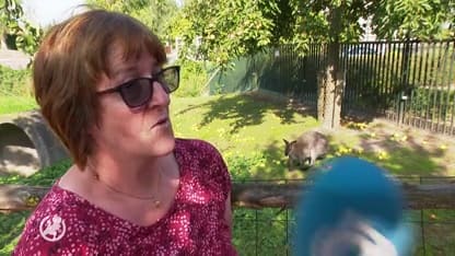 Wallaby (1) ontsnapt en op de vlucht: 'Hij kan doodvallen van de stress'
