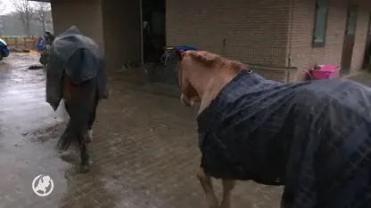 Paardenredder doet aangifte tegen NVWA: 'Er moet sneller ingegrepen worden'