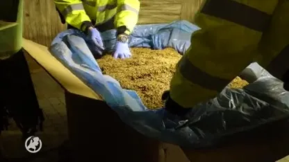 Tientallen dozen met sigaretten gevonden in geheime ruimte