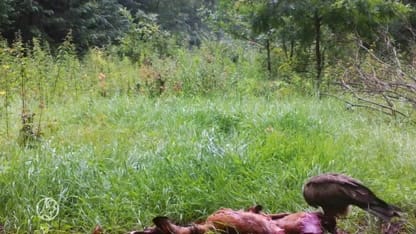 Unieke beelden van zwarte wouw