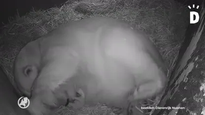Dierenpark Nuenen is ijsbeertweeling rijker