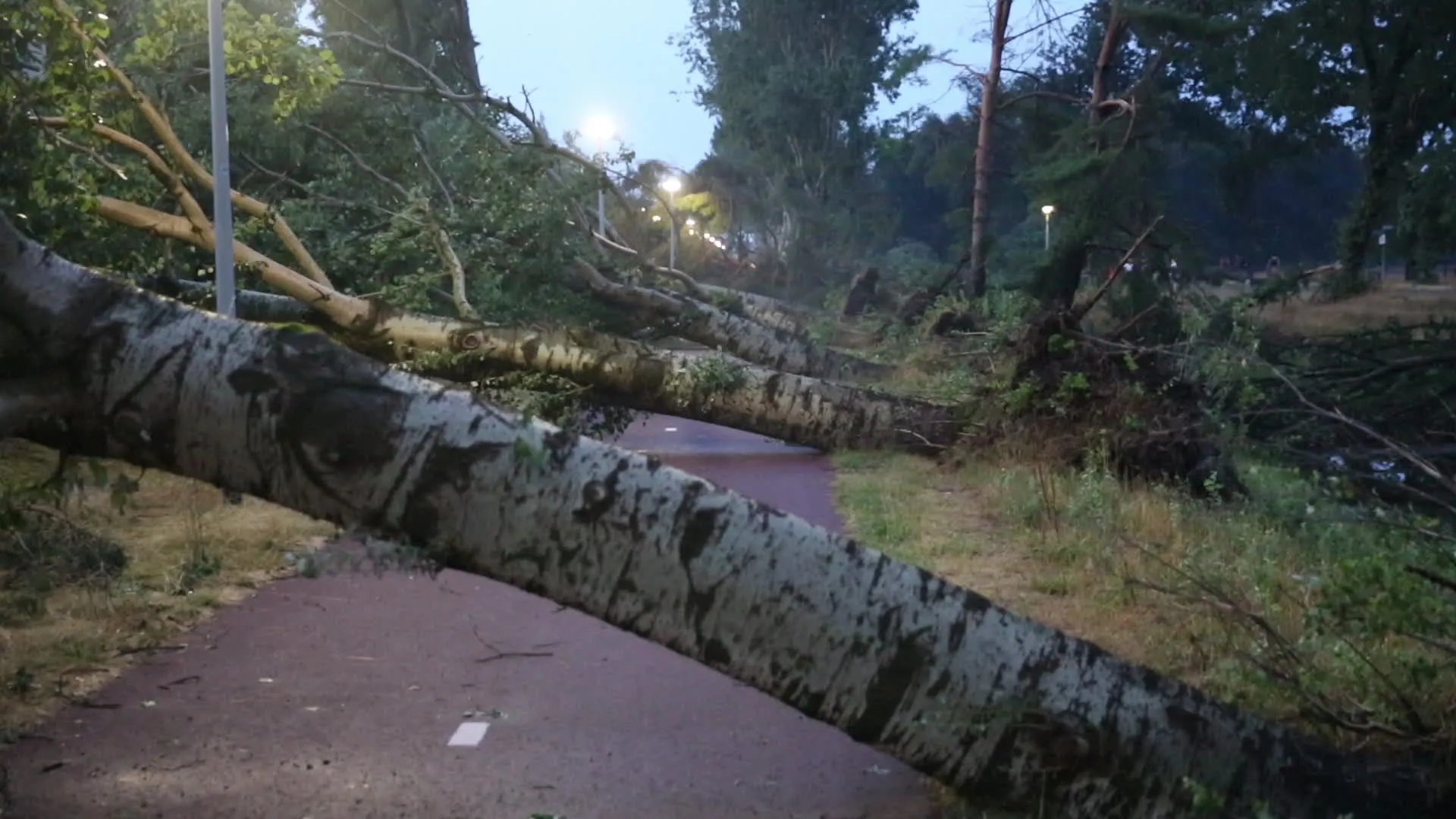 Flinke ravage en omgewaaide bomen door noodweer in Roosendaal