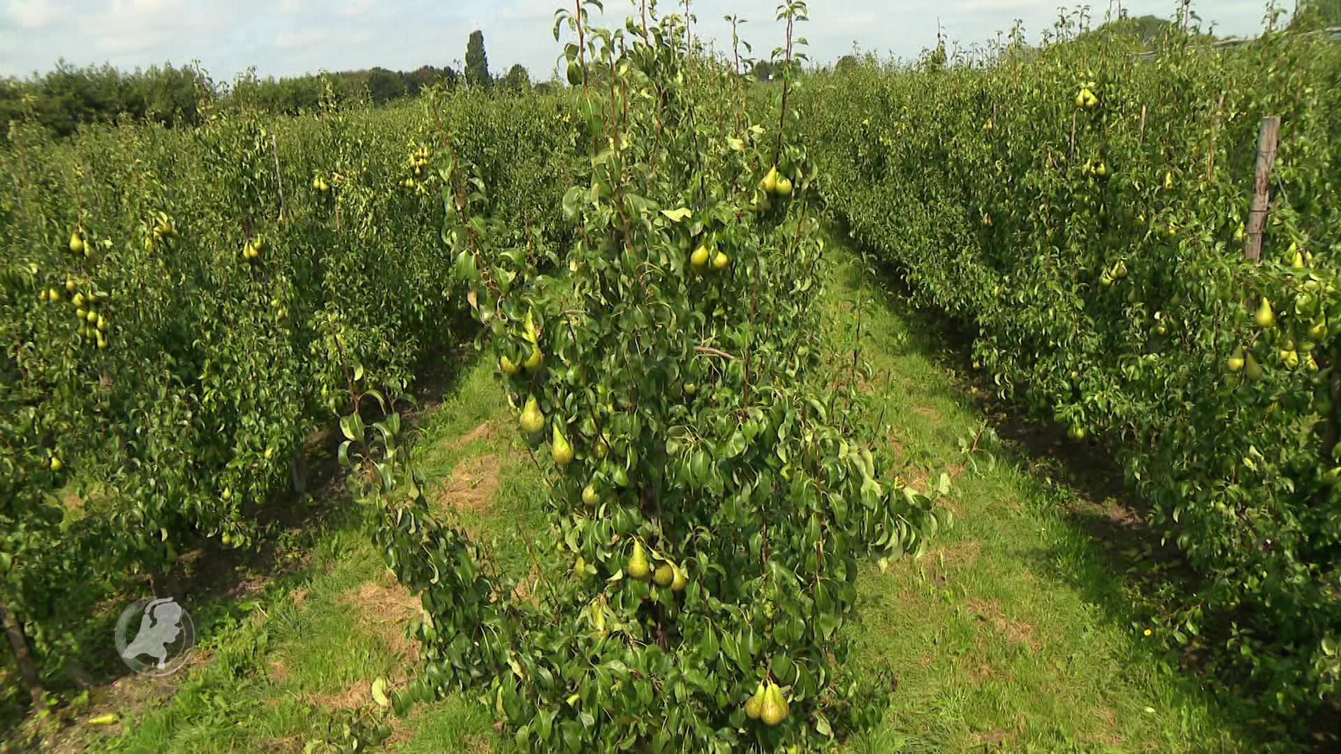 Tekort aan plukkers bij de start van het fruitoogstseizoen