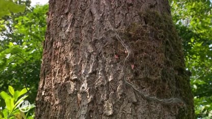 Halve straat in Eindhoven op de vlucht voor eikenprocessierups