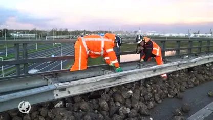 Vrachtwagen kantelt op A15: snelweg bezaait met suikerbieten