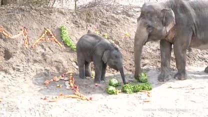 Baby-olifantje Mauk getrakteerd op flinke fruittaart op eerste verjaardag