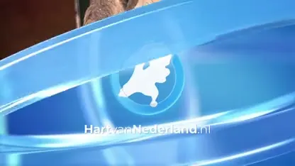 Kameeltje geboren in Dierenpark Amersfoort