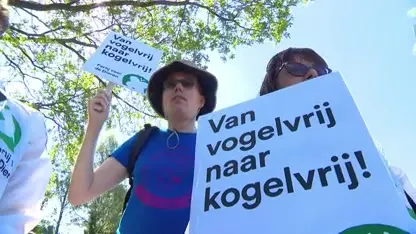 Natuurorganisaties nijdig op provincie Drenthe op toestemming doden aalscholvers