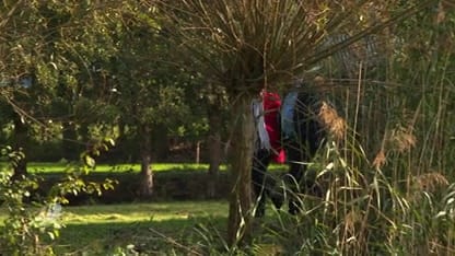 'Laat pleegkinderen bij opa en oma blijven'