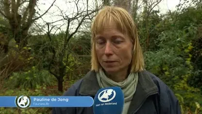 Provincie Flevoland kan beginnen met schieten edelherten Oostvaardersplassen