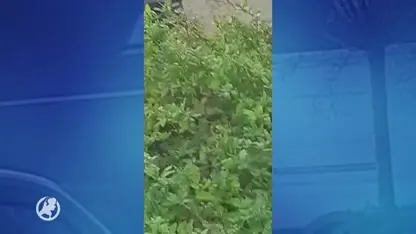 Sven Brinkhoff over infiltranten