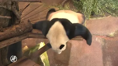 Hoogtepunt in Ouwehands Dierenpark: de twee reuzenpanda's hebben gepaard!