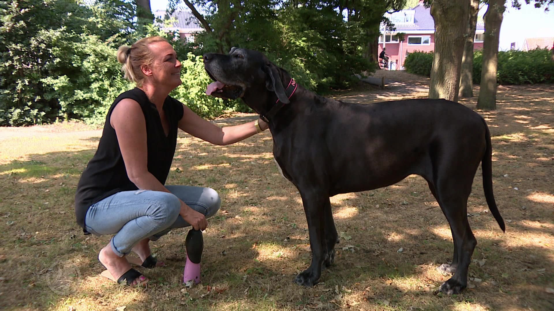 Debutante Monica wint Dog Photography of the Year-verkiezing