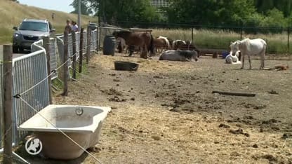 Verwaarloosde paarden zorgen voor ophef in Haarsteeg: 'Het liefst haal ik ze zelf weg'