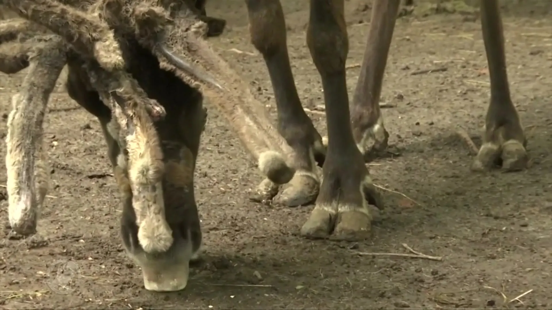 Eland voorspelt uitslag Frankrijk - België