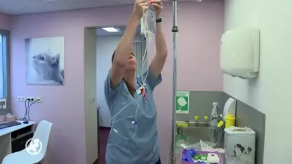 Kanker bij je huisdier hoeft niet het einde te betekenen: 'Er is veel onwetendheid'