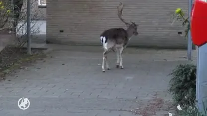 Mysterie opgelost: wie heeft het damhert van Zandvoort afgeschoten?