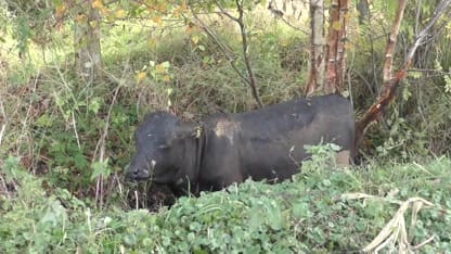 Honderden kalveren afgemaakt na stalbrand in Coevorden