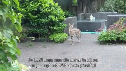 Opnieuw Serval ontsnapt, zijn de dieren wel huisdieren?