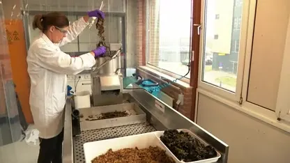 Zeewier als basis voor groene energie: Petten neemt wereldwijd de leiding!