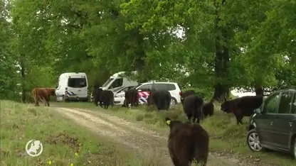 Loslopende runderen hinderen politieonderzoek na vondst lichaam