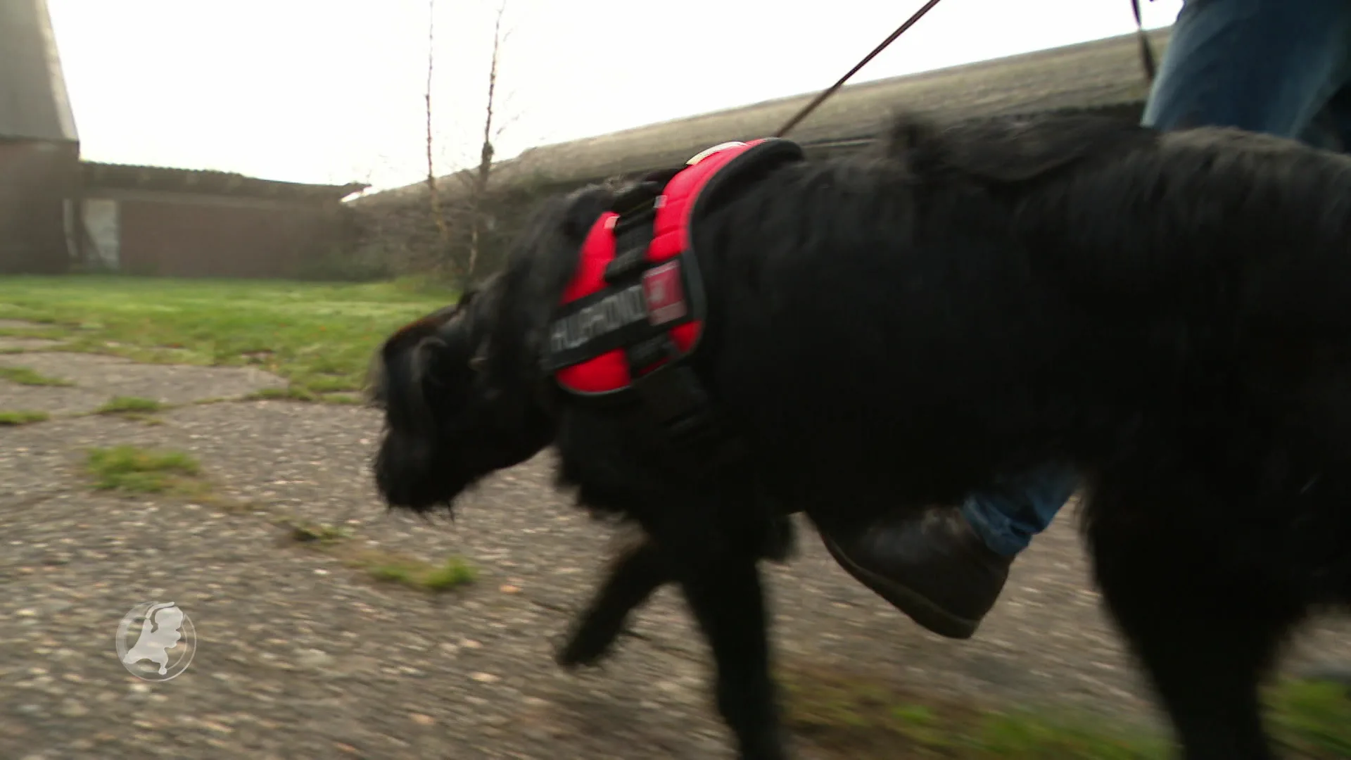 Hond Buffel wordt de eerste blindengeleide- en diabeteshond in één