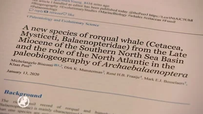 Nieuwe oervinvis ontdekt in Brabants walvismassagraf