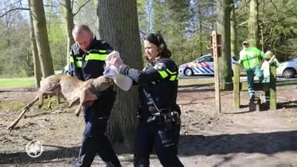 Reebok urenlang op avontuur in het centrum van Baarn
