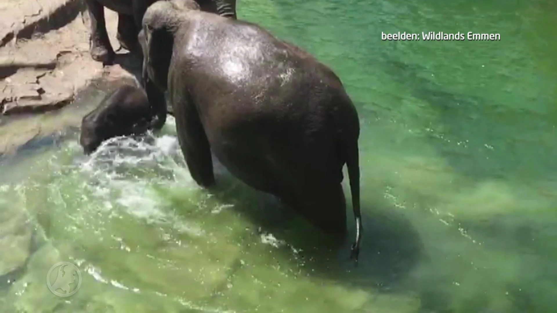 Pasgeboren olifantje Manoa krijgt eerste zwemles Wildlands Emmen
