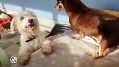 Dierenvrienden slaan handen ineen voor hondje Cootje en haar 3 pootje(s)