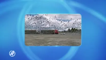 Caballero 841 verbreekt na 62 jaar het snelheidsrecord voor postduiven