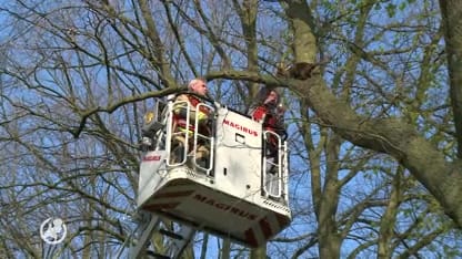 Brandweer redt kat van wethouder Haaren uit boom