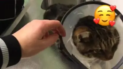 De met vuurwerk mishandelde kater Comet knapt aardig op van verblijf in opvang