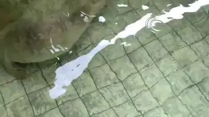 Schattig: albinozeehond opgevangen bij Ecomare