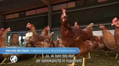 Nieuwe ophokplicht voor pluimvee