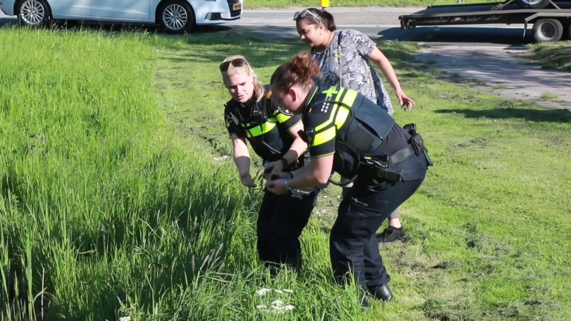 Geluk bij een ongeluk voor eendenkuikentjes