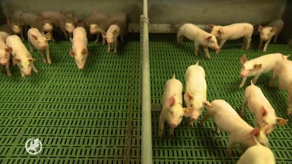 Varkenshouders houden hun hart vast: 'Als nog meer slachthuizen sluiten, raken stallen overvol'