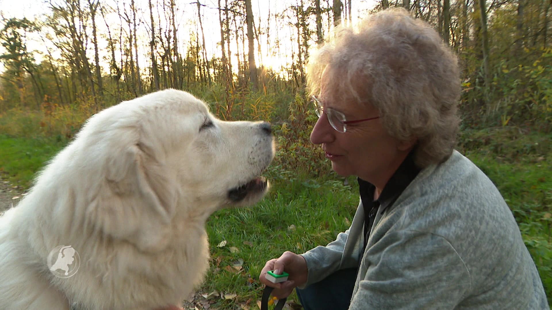 Minister Schouten wil risicohonden registreren om incidenten te voorkomen