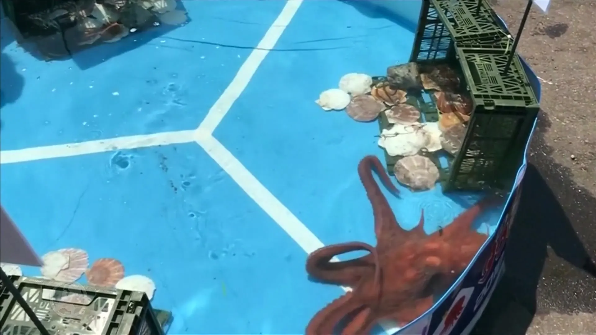 Japanse 'voorspeloctopus' Rabio is nu sashimi