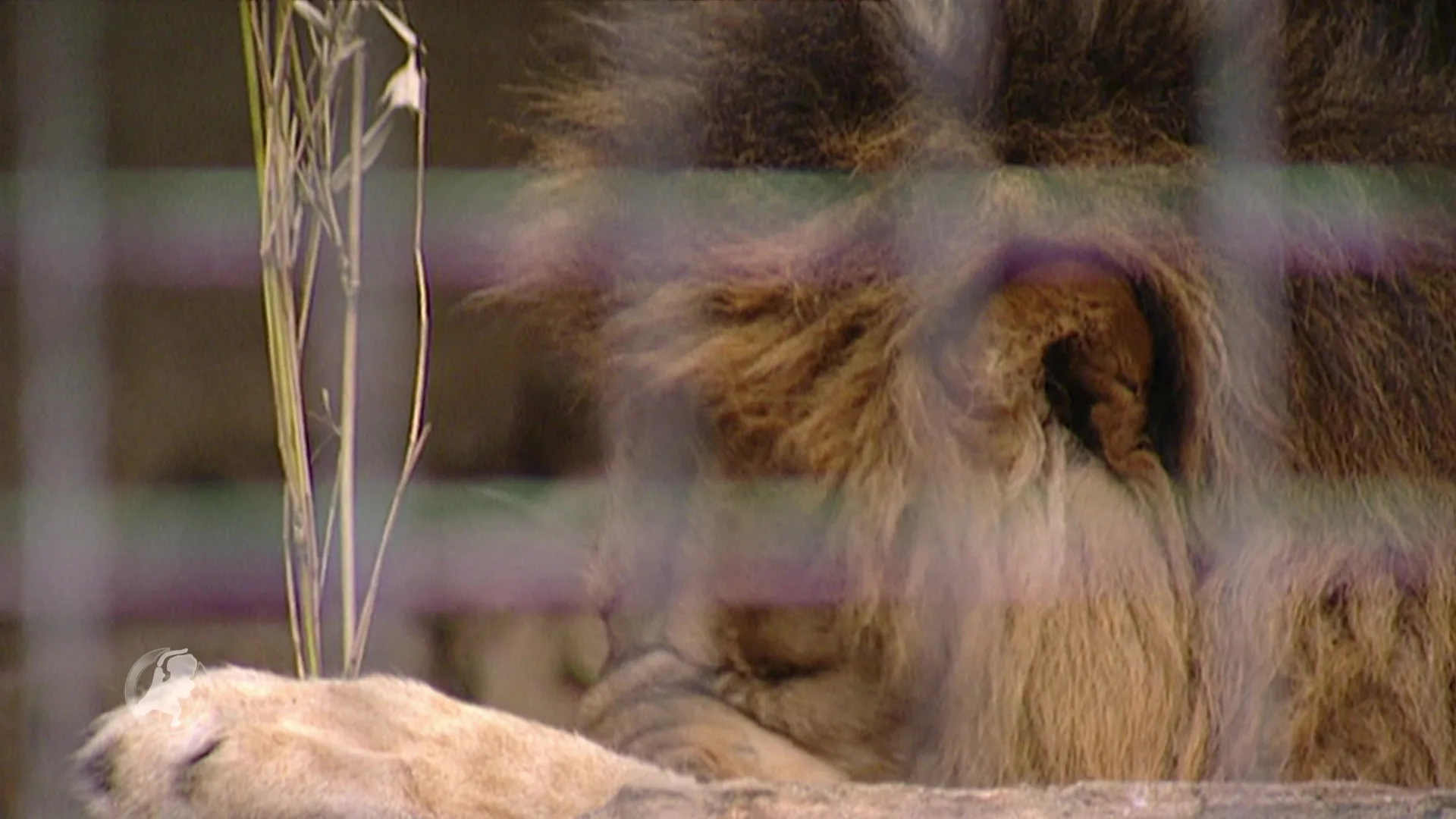 Oude leeuw Caesar (20) overleden in Artis